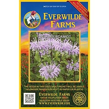 Everwilde Farms - 2000 Wild Bergamot Native Wildflower Seeds - Gold Vault Jumbo Seed Packet