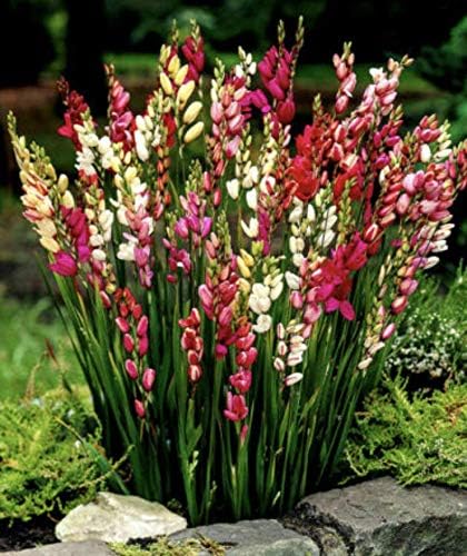 SB Ixia Corn Mixed Lilies Bulbs/CORMS Hardy Perennial Garden,POTS Summer Flowering (15)