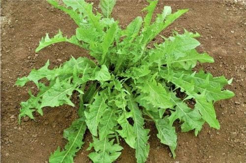 600+Italian Dandelion Seeds Non-GMO Organic Chicory Endive Gourmet Salad Greens