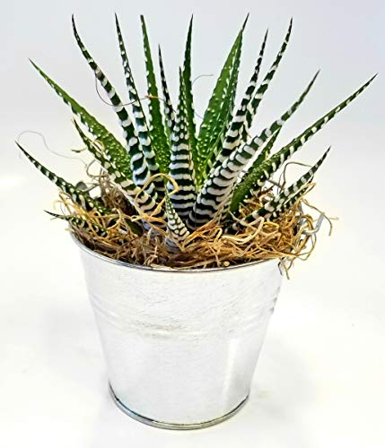 Fat Plants San DiegoZebra Haworthia in a Tin Can (4 Inch Tall Can)