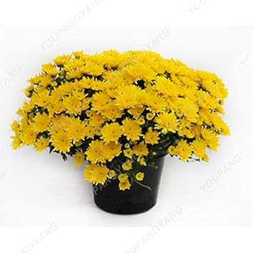 Amazon 0pcs希少な盆栽菊の盆栽多年草の鉢植えの花花の盆栽ホームガーデン植栽のための黄色のマリーゴールド 果物