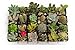 Awesome Collection of 20 Unique Cactus and Succulents No Two Alike