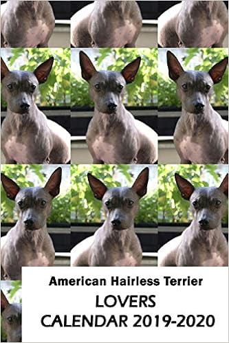 american hairless terrier price