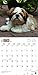 Shih Tzu Puppies 2018 Calendar
