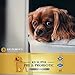 K9 Super Pre and Probiotics for Dogs | Diet Supplements for Puppy | Digestive Aid for Diarrhea | Best Probiotic for Immune Support, Hair and Skin Health | 60 Servings | Beef Flavor