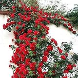 100PCS Climbing Rose Seeds Rosa Multiflora Perennial Fragrant Flower New Red