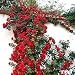100PCS Climbing Rose Seeds Rosa Multiflora Perennial Fragrant Flower New Red