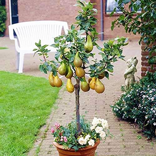 Pinkdose Bonsai Pera Mini Ãrbol de Pera Bonsai Sper Dulce de ...