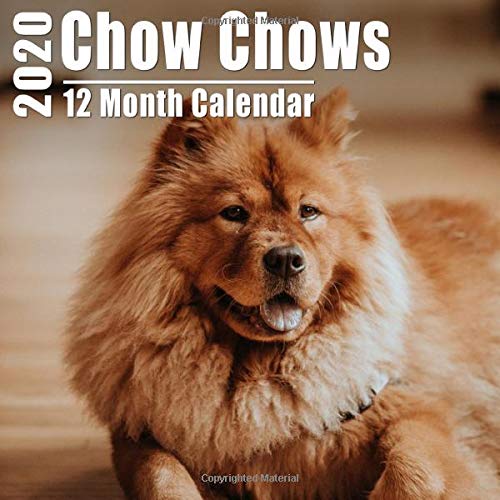 miniature chow chows