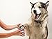 Dog Cat Nail Clippers Trimmer - Professional Pet Nails Clipper Stainless Steel Cutter With Free Nail File Heavy Duty For Small Medium and Large Dogs And Cats