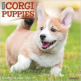 Just Corgi Puppies 2020 Wall Calendar Dog Breed Calendar Willow Creek Press 0709786050253 Amazon Com Books