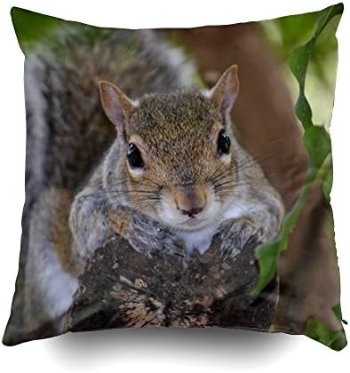 EMMTEEY Home Decor Throw Pillowcase for Sofa Cushion Cover, Squirrel Animal on Log Hanging Out Colour Decorative Square Accent Zippered and Double Sided Printing Pillow Case Covers 16X16Inch