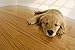 PoloPlaz Hardwood Floor Cleaner, Best Clean and Shine, Earth Friendly, Spray Bottle, 32 oz.