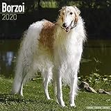 Borzoi Calendar - Dog Breed Calendars - 2019 - 2020 Wall Calendars - 16 Month by Avonside by