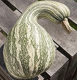 HEIRLOOM NON GMO Green Striped Cushaw squash/pumpkin 15 seeds