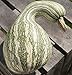 HEIRLOOM NON GMO Green Striped Cushaw squash/pumpkin 15 seeds