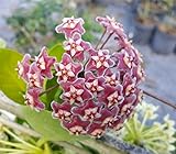 Hoya Pubicalyx Mottled-Silver Leaf Live Plant Wax Plant Tropical Vine 5