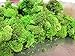 Reindeer Moss Preserved Green Moss for Fairy Gardens, Terrariums, Any Craft or Floral Project or Wedding Other Arts (Chrtreuse 2.5oz)
