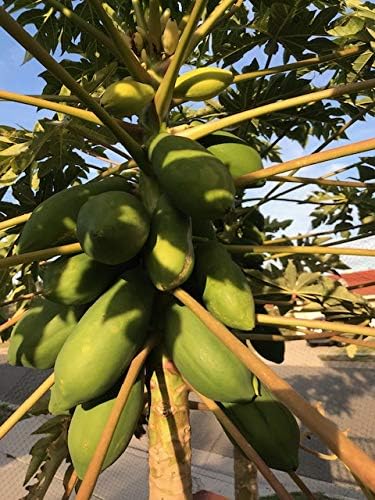 25/50/100 Taiwan Papaya Tree Seeds High Germination Best Organic Sweet Fruits (50)