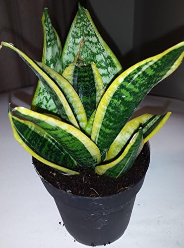 Dwarf Laurentii Snake Plant Sansevieria in a four inch Panterra Pot with free fertilizer and NASA data sheet