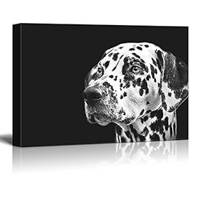 Dogs Series A Dalmatian Spotty Dog Against Black Background