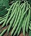 Seeds and Things 50 Blue Lake Pole Bean Seeds “Stringless”