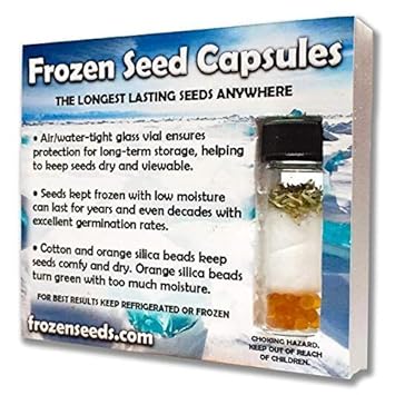 PLAT FIRM GERMINATIONSAMEN: 4+ Seeds: Racemosa Kaffeesamen (Coffea racemosa)