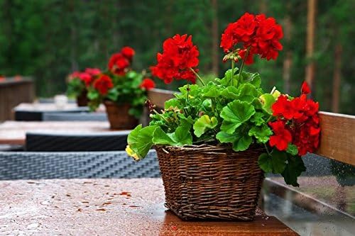 Semi Di Geranio Rosso Pelargonium Amazon It Giardino E Giardinaggio