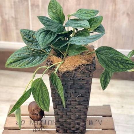 Amazon おしゃれ 観葉植物 モンステラジェイドシャトルコック 鉢カバー ココヤシ 鉢 プランターカバー