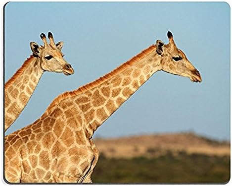 Mousepads Close up of two giraffes Giraffa camelopardalis against a blue sky South Africa 36750605 by MSD Mat Customized Desktop Laptop Gaming Mouse Pad