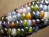 Glass Gem Corn - Rare Heirloom Variety (100+ Seeds) by PowerGrow (USA Grown)