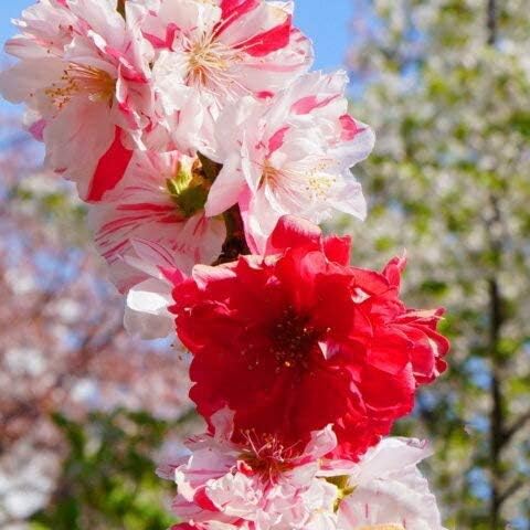 Amazon 花桃 苗 3色咲きの花桃 源平枝垂れ桃 げんぺいしだれもも ポ 植木