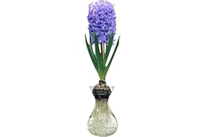 Royal Purple Hyacinth Bulb and Glass Vase for Forcing