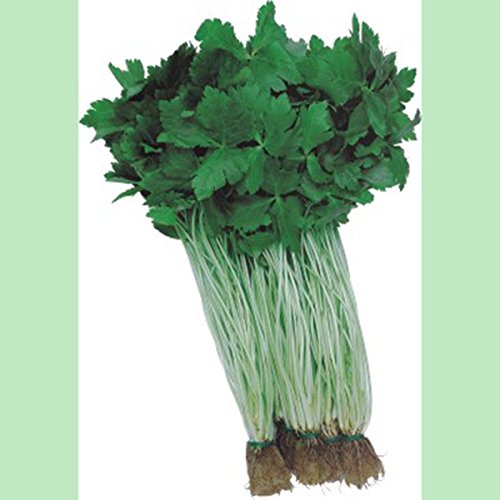 Kings Seeds - Oriental - Japanese Parsley Mitsuba - 500 Seeds Kings Seeds - Oriental - Japanese Parsley Mitsuba - 500 Seeds