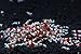 SoShrimp 5 S+ Grade CRS Crystal Red Shrimp Live Freshwater Aquarium Shrimp - 1/4 to 1/2 inch Long