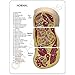 Bariatric Body Fat Profile Anatomical Model