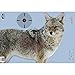 Birchwood Casey 35405 Pre Game Coyote 16.5 x 24 Target, 3-Pack