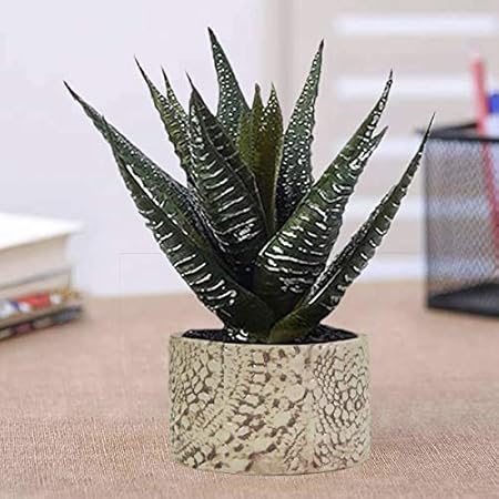 Lasaki Oxygen Small Marry Gold Ceramic Pots for Indoor Plants Planters Flower pots Outdoor Succulent Pot