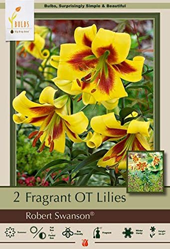 Netherland Bulb Company Robert Swanson Fragrant OT Lilies, 2 Bulbs