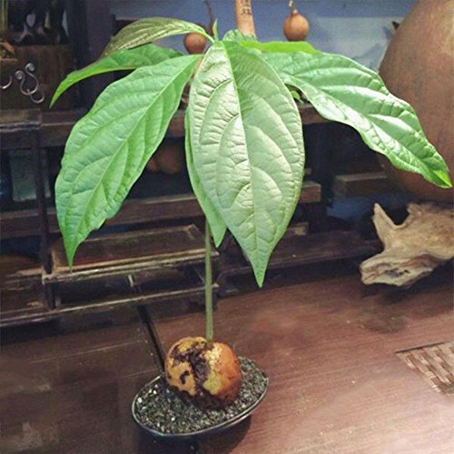 Afco 10Pcs Avocado Seeds Green Fruit Persea Americana Home Garden Plant Easy To Grow Wonderful Gardening Gifts - Thumbnail 7