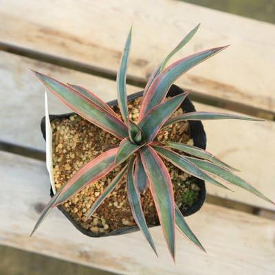 Amazon 観葉植物 ユッカ グロリオサ バリエガータ ポット苗 観葉植物 オンライン通販