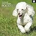 2019 Wall Calendar - Poodle Calendar, 12 x 12 Inch Monthly View, 16-Month, Dogs and Pets Theme, Includes 180 Reminder Stickers