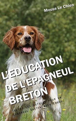 Leducation De Lépagneul Breton Toutes Les Astuces Pour Un