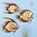 Shell Fish Wall Art - Set Of 3