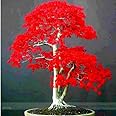 100% True Japanese Red Maple Bonsai Tree Cheap Seeds, Pro Pack, 20 Seeds / Pack, 2 Packs, Very Beautiful Indoor Tree NF924