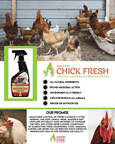 2 Chick+Fresh+Backyard+Chickens+Eliminator