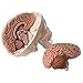 3B Scientific A20/9 Classic Skull w/ Brain 5-part - 3B Smart Anatomy
