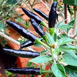 Rare Black Cobra Hot Chili Pepper Seeds Organic