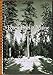 Forest Trees of Maine