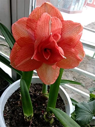 アマリリス球根 庭に鉢植えの花を植える 冬に咲く 2回咲く